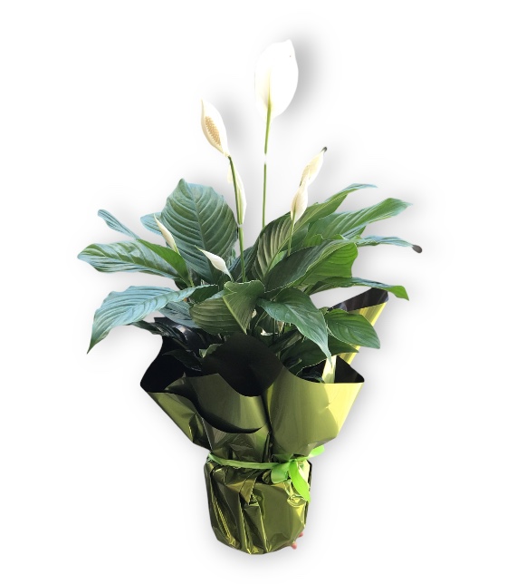 Spatifilyum (Barış Çiçeği)
