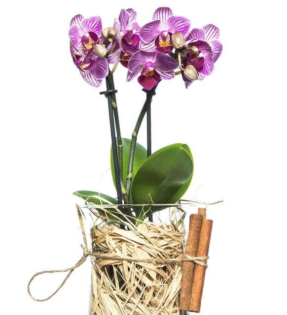 Mini Mor Orkide - Paşabahçe Vazoda