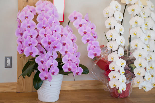 kadımehmet mahallesi çiçek, çiçek siparişi, beyoğlu çiçekçi