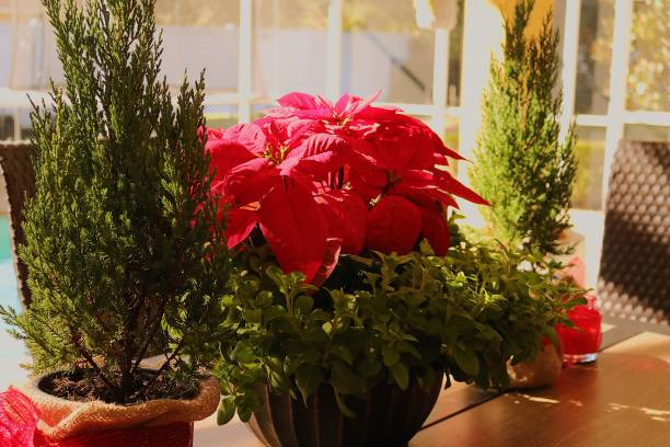 beyoğlu şahkulu çiçekçisi, şahkulu mahallesi çiçek siparişi