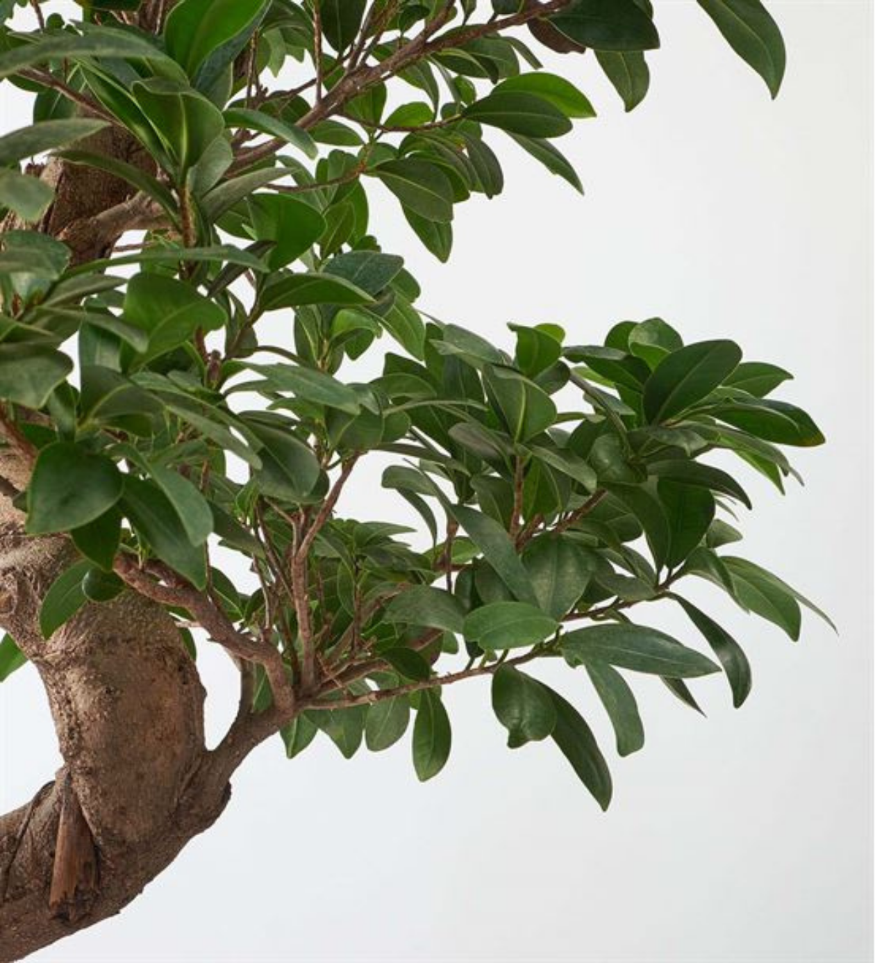  Ficus Bonsai Ağacı 120cm