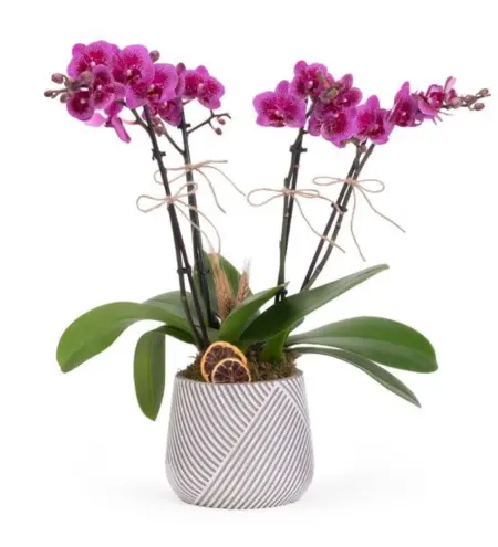 London Blomm Orchid