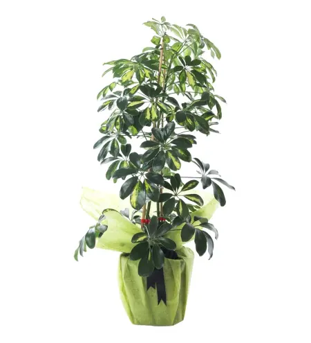 Schefflera (Şeflera) Bitkisi