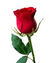 Kırmızı Gül ( Süslenmiş Tekli)
